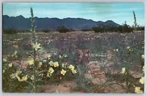 Desert in Bloom - Lupine Lilies Flowers Mt. Picturesque View - Vintage Postcard
