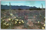 Desert in Bloom - Lupine Lilies Flowers Mt. Picturesque View - Vintage Postcard