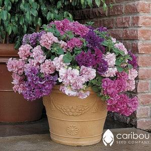 Caribou Seed Company | Cascade GLORIOUS MIX PETUNIA | 35-40 Seeds | Mix of 8 colors | Huge Double Blooms | High Germination | Fresh Seed