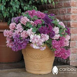 Caribou Seed Company | Cascade GLORIOUS MIX PETUNIA | 35-40 Seeds | Mix of 8 colors | Huge Double Blooms | High Germination | Fresh Seed