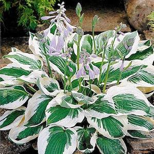 Hostas - Green and White Variegated 'Patriot Hosta' (or similar) Bare Root live plant - With Purple flowers