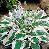 Hostas - Green and White Variegated 'Patriot Hosta' (or similar) Bare Root live plant - With Purple flowers