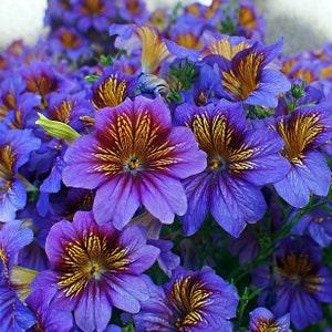 Salpiglossis F1 Royale Mixed Flower Seeds - 10 Seeds