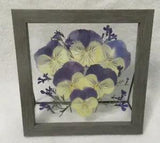 Dried Pressed Pansies in Wood Frame: 7.0" X 7.0"