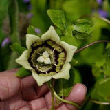 CLIMBING BELLFLOWER Codonopsis Asian Bonnet Bell Flower Hardy Patterns! 20 Seed