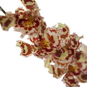 Wilsonara Joe Vanilla ' First Out ' Spotted Orchid ~ Not in Bloom