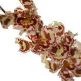 Wilsonara Joe Vanilla ' First Out ' Spotted Orchid ~ Not in Bloom