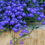 500+ Emperor William Lobelia  Flower Seeds- Emperor William Trailing Lobelia- Blue Carpet Lobelia  Erinus - Sparkling Sapphire -B138