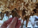 Preserved Hydrangea Flower bouquet