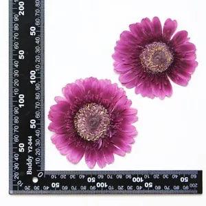 2PCS Real Pressed Dry daisy Flower, Large purple Flower Head for art FSS26 #3