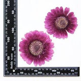 2PCS Real Pressed Dry daisy Flower, Large purple Flower Head for art FSS26 #3