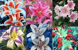 25pc LILY SEEDS Garden Plant Flower rare bloom exotic USA seller B New