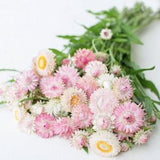60+ seeds / Silvery Rose Strawflower Seed / Bracted Strawflower / Flower Seeds / Excellent as dried flowers (66)C