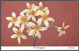 THE FRANGIPANI Postcard Lili Perfume Factory Card No. 7