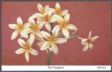 THE FRANGIPANI Postcard Lili Perfume Factory Card No. 7