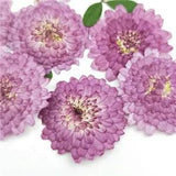 24pcs Natural Pressed Flowers Real Dried Chrysanthemum DIY Art Craft...