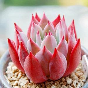 Seeds back!  Echeveria Colorata 'Brandtii', Rare Succulent Seeds, All-year seeds, 10 seeds