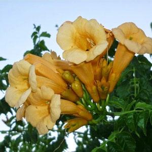 Yellow Trumpet Creeper {Campsis radicans var. flava} Showy Climber | Rich Yellow Blooms | Trainable | 80+ seeds  New!