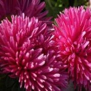 50 Pcs- Aster Gremlin Double Dark Rose Seeds - Tall Callistephus Chinensis- Tiger Paw Aster- Blooms non-stop until first frost-Annual-FL443
