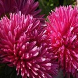 50+ Aster Double Gremlin Rose Seeds-Callistephus Chinensis-Great for cutting gardens,borders,flower beds,containers and mass planting-B443