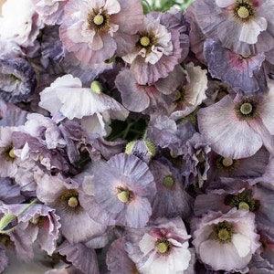 50+ seeds Shirley Poppy Amazing Grey