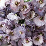 50+ seeds Shirley Poppy Amazing Grey