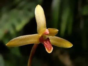 Maxillaria chartacifolilia, orchid species
