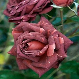 Brown pink roses  seeds - 20 seeds - code 287