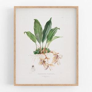 White Spotted Orchid Flower Botanical Print / Vintage Print / Botanical Print / Art Print / Orchid Print / Wall Decor / Tropical Art / Art