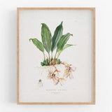 White Spotted Orchid Flower Botanical Print / Vintage Print / Botanical Print / Art Print / Orchid Print / Wall Decor / Tropical Art / Art