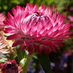 100+ Rose Strawflower Seeds-Helichrysum Bracteatum -Strawflower Rose Seeds- Paper Daisy-Beautiful Annual, Great for Floral Arrangements-B457