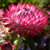 100+ Rose Strawflower Seeds-Helichrysum Bracteatum -Strawflower Rose Seeds- Paper Daisy-Beautiful Annual, Great for Floral Arrangements-B457