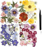 Flores prensadas, Hojas de crisantemo secas reales Naturales con pinzas Manualid