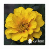 Annual: YELLOW MARIGOLD - 25 - 35 seeds - Beautiful, Bright Yellow, Attracts Bees & Pollinators *Organic*