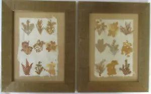 PAIR VINTAGE BARCLAY & BODIE LONDON WOOD FRAMED DRIED FLOWERS