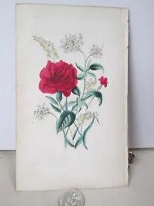 Vintage Print,CARNATION,Flowers of Poetry,1841