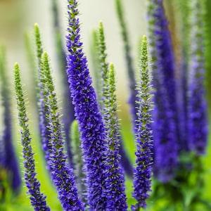 SPIKED SPEEDWELL VERONICA Spicata Incana Blue Flower Hardy Perennial Compact, 20 Seeds