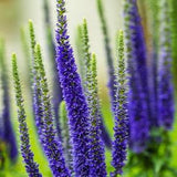 SPIKED SPEEDWELL VERONICA Spicata Incana Blue Flower Hardy Perennial Compact, 20 Seeds