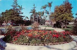 Anaheim Bed of Ranunculus Flowers City Park Unused Chrome Postcard CA P716