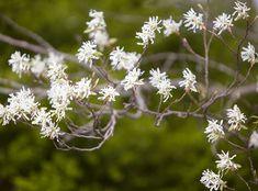 14 Beautiful Shrubs for Shade that Will Brighten Up Your Yard Flower Delivery