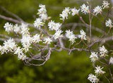 14 Beautiful Shrubs for Shade that Will Brighten Up Your Yard Flower Delivery