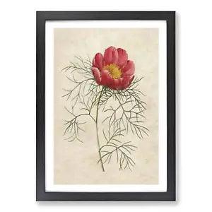 Red Peony Flower Framed Wall Art Poster Print Home Decor Picture Large