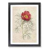 Red Peony Flower Framed Wall Art Poster Print Home Decor Picture Large