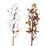 10heads bouquet White Dried Flowers Natural Cotton Flower Decorations