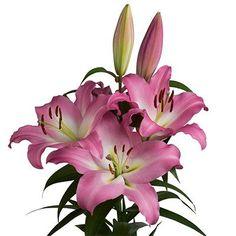 Lily Master Flower Delivery