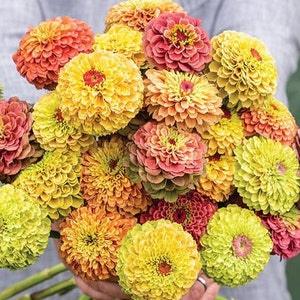 Zinnia Seeds - Queeny Lime Mix - 25 Seeds - Annual Flower Seeds