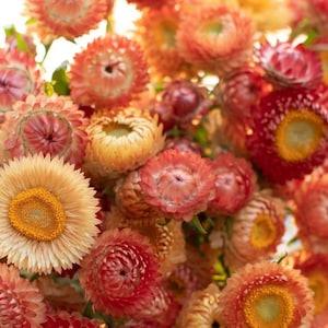 50+ seeds Organic Strawflower Seed Orange