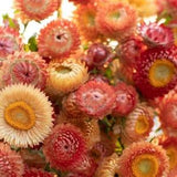 50+ seeds Organic Strawflower Seed Orange