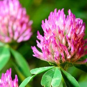 1000 Red Clover Seeds - medicinal plant - vegetable garden - Reproducible Peasant Seeds - untreated