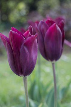 Tulipa Merlot Flower Delivery